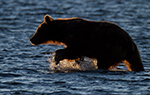 Bears of Kamchatka slideshow slideshow