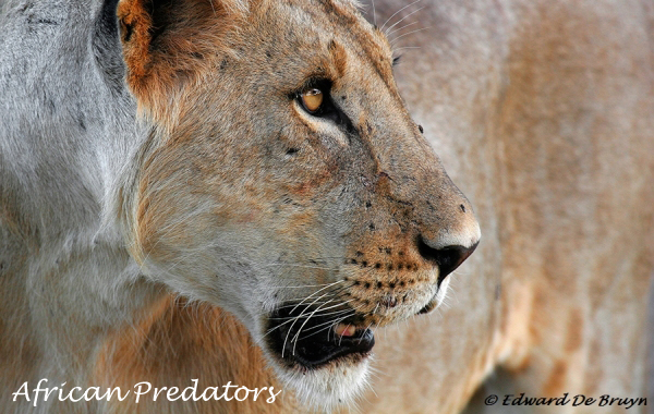 African Carnivors, Lions Cheetah Jakal