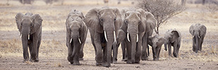 elephants tanzania